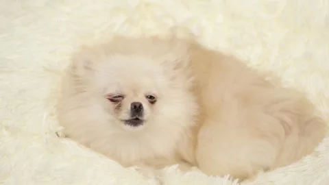 Dog muzzle spitz close up Stock-Footage 275802356