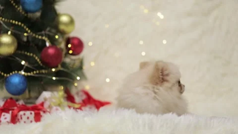 Dog muzzle spitz close up Video stock 276225252