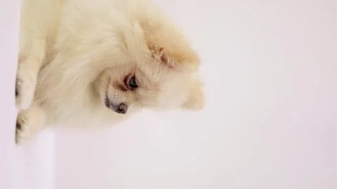 Dog muzzle spitz close up 스톡 동영상 276250001