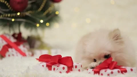 Dog muzzle spitz close up Video stock 276599507