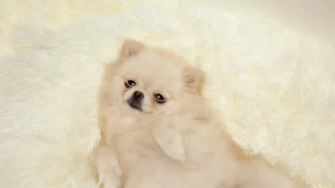 Dog muzzle spitz close up 스톡 동영상 276600104