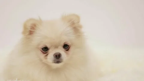 Dog muzzle spitz close up Video stock 277526182