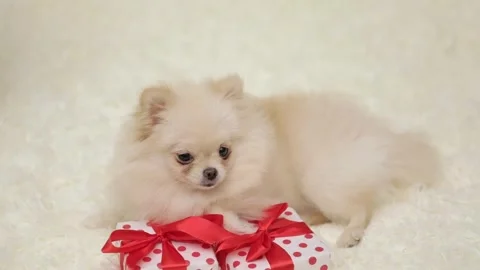 Dog muzzle spitz close up Stock-Footage 278510012