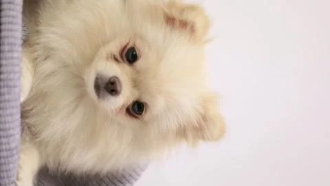 Dog muzzle spitz close up Stock Footage 279803078