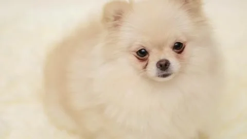 Dog muzzle spitz close up Stock Footage 279803097
