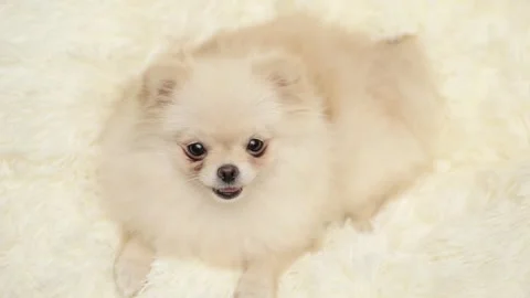 Dog muzzle spitz close up Video stock 280105856