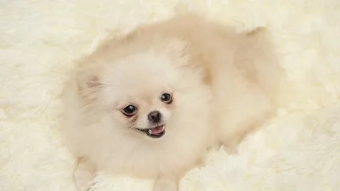 Dog muzzle spitz close up Stock Footage 280821644