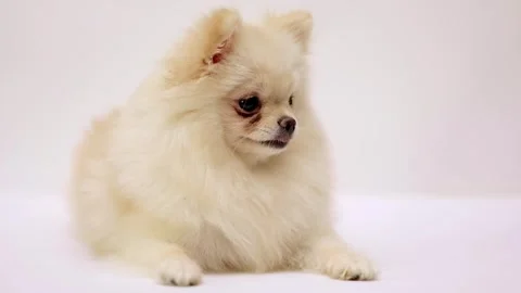 Dog muzzle spitz close up Video stock 281812468