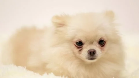 Dog muzzle spitz close up Video stock 282245538