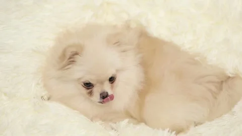 Dog muzzle spitz close up Stock-Footage 286082952