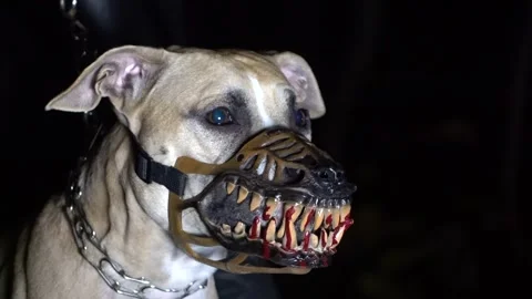 Dog muzzle hotsell bloody teeth