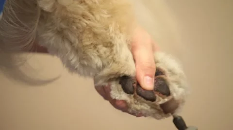 Dog nail trim Stock Footage 47003459