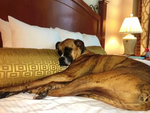 Dog napping on a bed Stock Photos