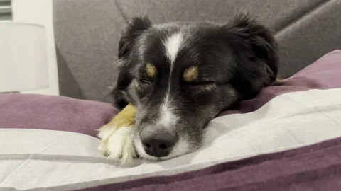 Dog napping on a pillow 스톡 동영상 207871475