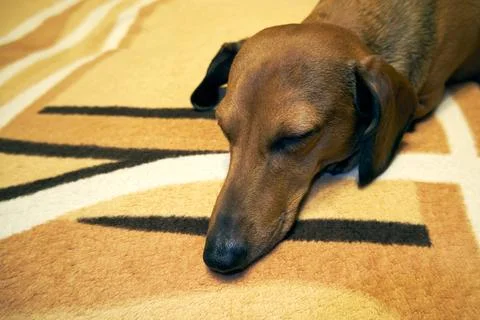 Dog naps on the sofa Stock Photos