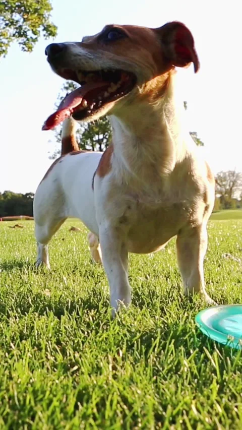 Dog nature active playing with toy Video stock 314547288