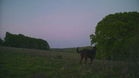 Dog in nature at dusk Stock Footage 75397310
