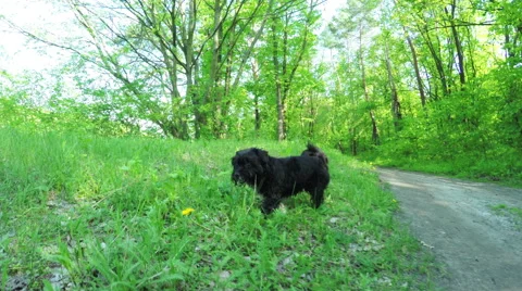 Dog in nature Stock-Footage 49992218