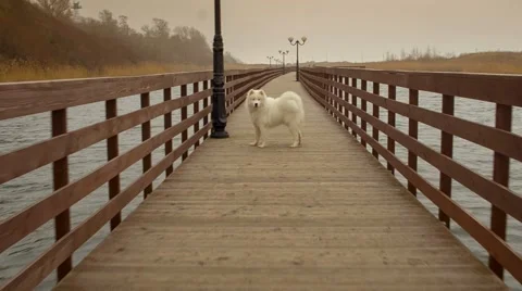 The dog on the nature Stock Footage 67463574
