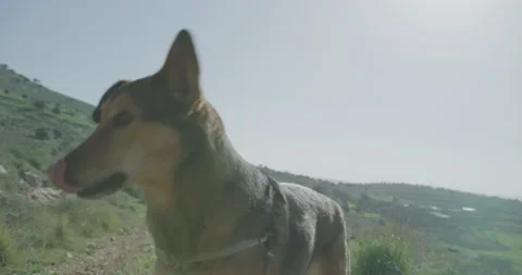 Dog in Nature Stock Footage 203905514