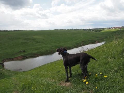 Dog is a nature hunter by the lake. Stock Photos