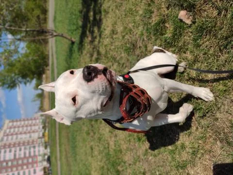 Dog in nature Foto stock