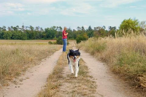 Dog in nature Stock Photos
