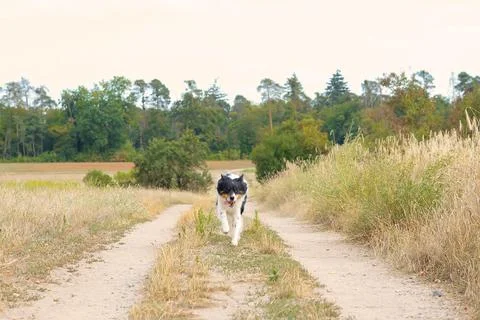Dog in nature Stock Photos