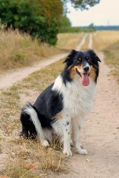 Dog in nature Stock Photos