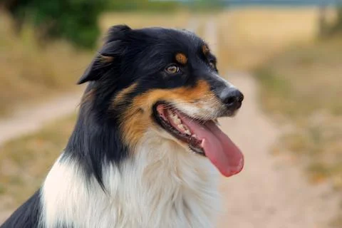 Dog in nature Stock Photos