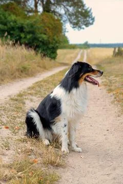 Dog in nature Stock Photos