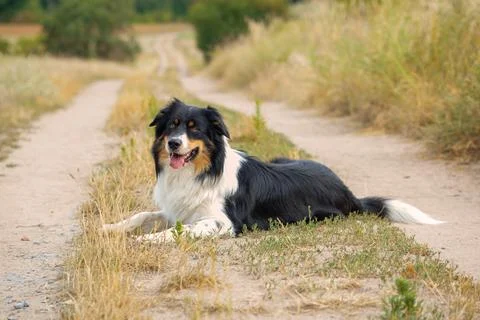 Dog in nature Stock Photos