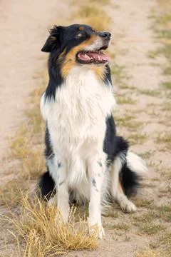 Dog in nature Foto stock