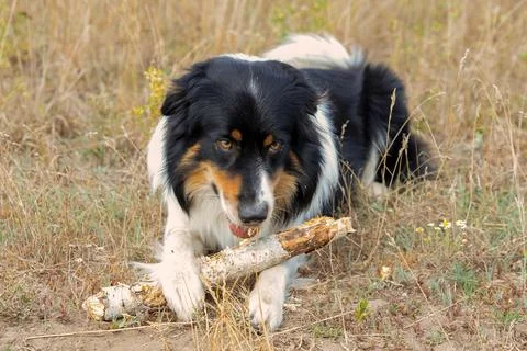 Dog in nature Stock Photos