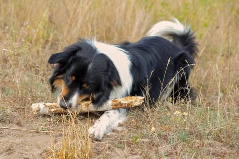 Dog in nature Stock Photos