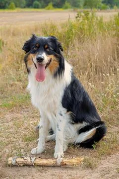 Dog in nature Stock Photos