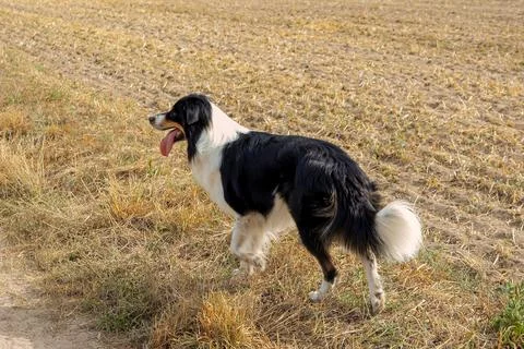 Dog in nature Stock Photos