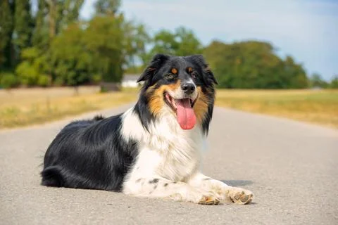 Dog in nature Stock Photos