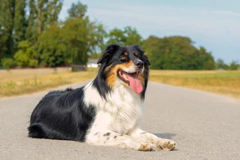 Dog in nature Stock Photos