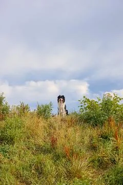 Dog in nature Stock Photos