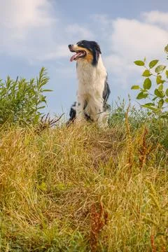 Dog in nature Stock Photos