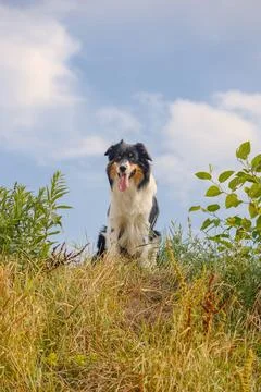 Dog in nature Stock Photos
