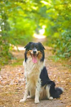 Dog in nature Stock Photos