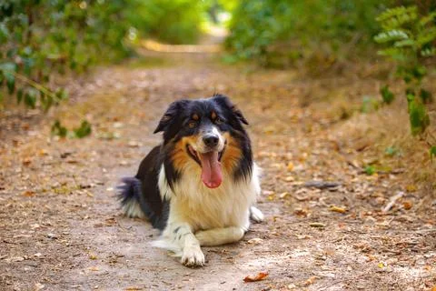 Dog in nature Stock Photos