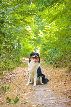 Dog in nature Stock Photos