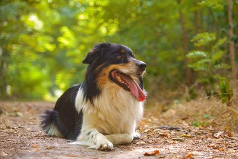 Dog in nature Stock Photos