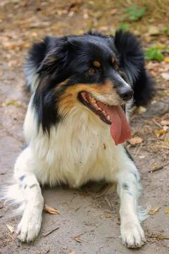 Dog in nature Stock Photos