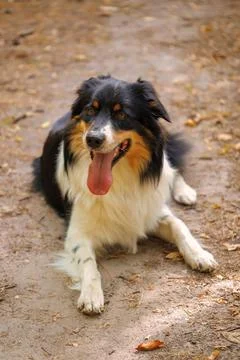 Dog in nature Stock Photos
