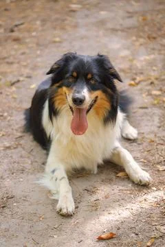 Dog in nature Stock Photos