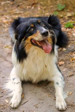 Dog in nature Stock Photos